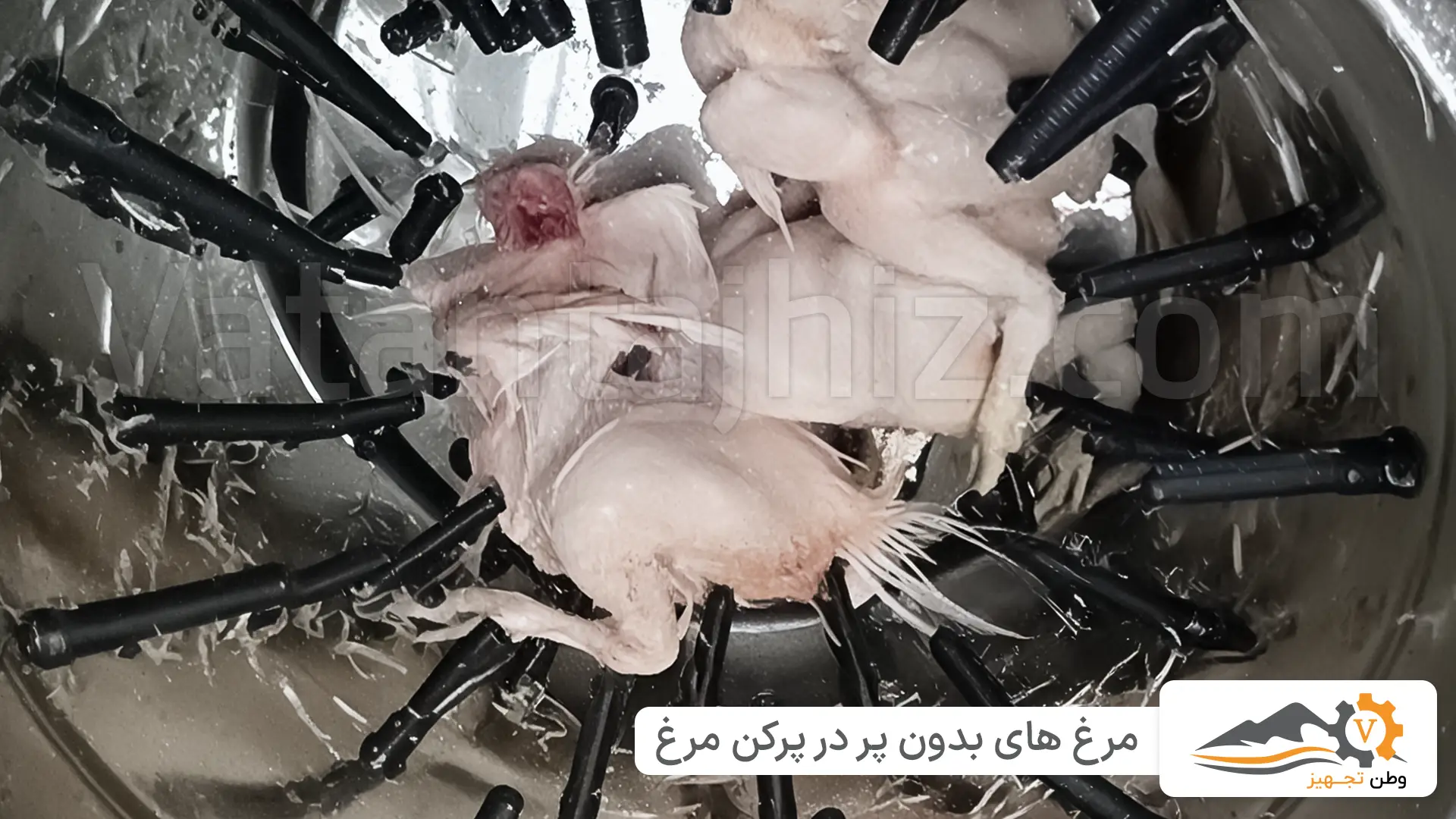 مرغ های بدون پر در پرکن مرغ